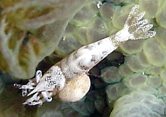 Photo: B. & S. Koretz; see a larger picture